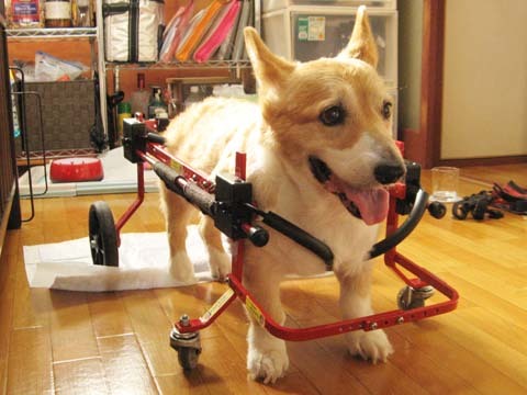 コーギーのゴンちゃん2013092701.jpg