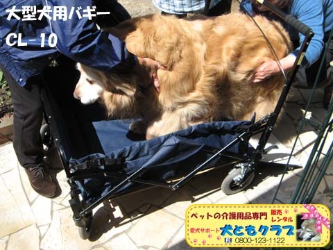 ゴールデンレトリバーのヨハンくん2015032602.jpg