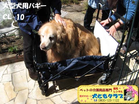 ゴールデンレトリバーのヨハンくん2015032603.jpg