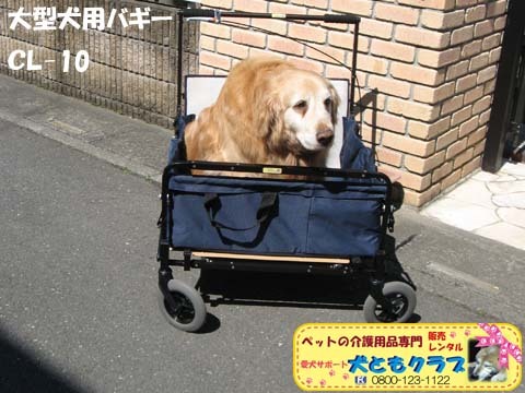 ゴールデンレトリバーのヨハンくん2015032605.jpg
