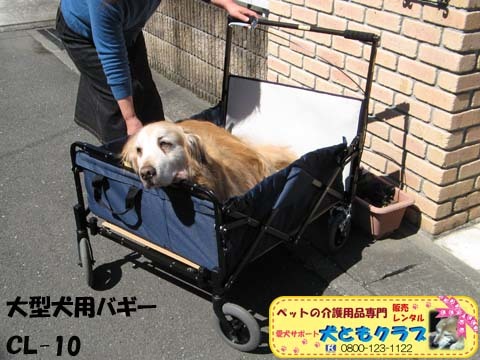 ゴールデンレトリバーのヨハンくん2015032608.jpg