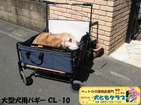 ゴールデンレトリバーのヨハンくん2015032609.jpg