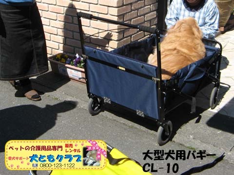 ゴールデンレトリバーのヨハンくん2015032610.jpg