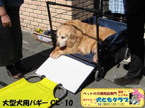 ゴールデンレトリバーのヨハンくん2015032611.jpg