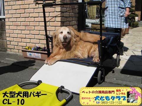 ゴールデンレトリバーのヨハンくん2015032612.jpg