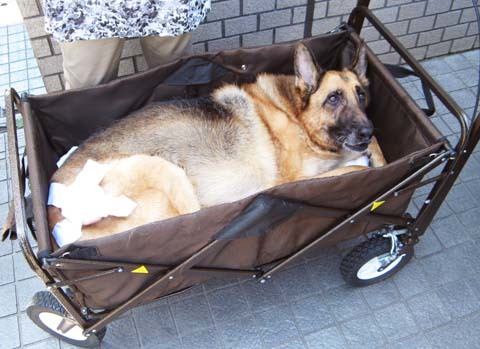 シェパードのオルシナちゃん 大型犬お散歩用ペットバギーのレンタル 犬 犬ともクラブ