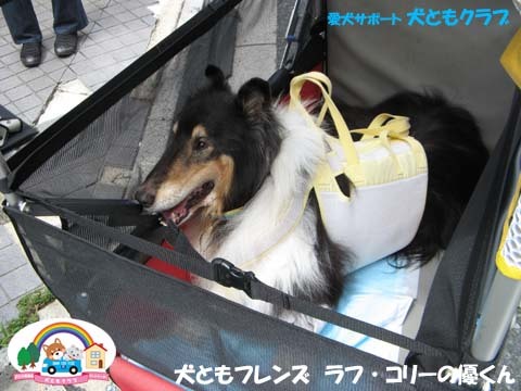 ラフ・コリーの優くん2015082201.jpg