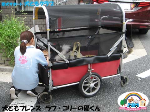 ラフ・コリーの優くん2015082205.jpg