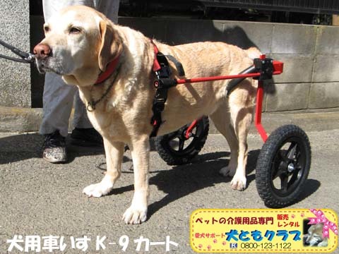 ラブラドールレトリバーのラブくん.jpg