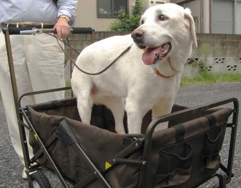 ラブラドールレトリバーの楽ちゃん2012092502.jpg