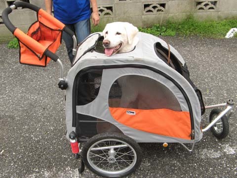 ラブラドールレトリバーの楽ちゃん2012092507.jpg