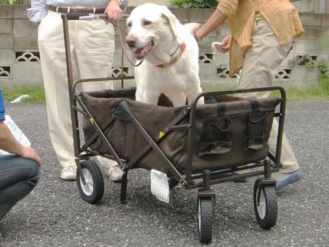 ラブラドールレトリバーの楽ちゃん2012092510.jpg
