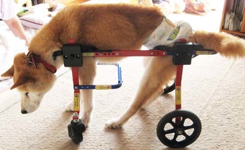 柴犬リュウくん2012090901.jpg