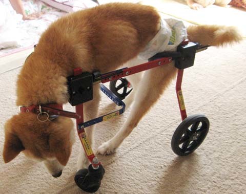 柴犬リュウくん2012090902.jpg