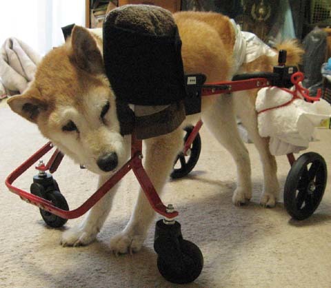 柴犬リュウくん2012091501.jpg