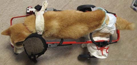柴犬リュウくん2012091502.jpg