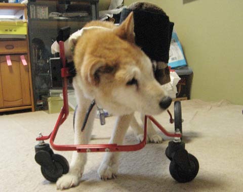 柴犬リュウくん2012091503.jpg