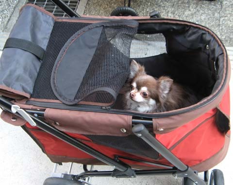 犬2012021002.jpg
