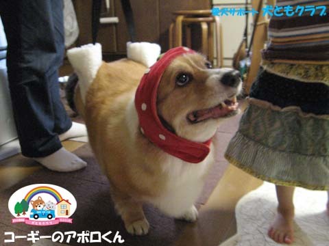 犬ともフレンズコーギーのアポロくん用2015100904.jpg