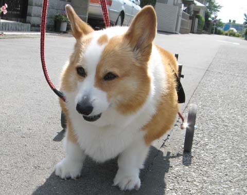 犬用車いすコーギーのきゃっぴーちゃん2012070201.jpg