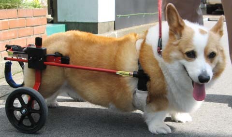 犬用車いすコーギーのきゃっぴーちゃん2012070202.jpg