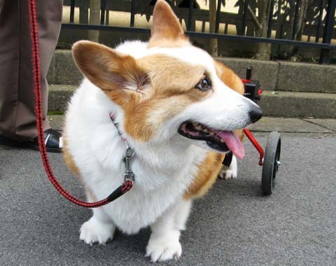 犬用車いすコーギーのきゃっぴーちゃん2012070205.jpg
