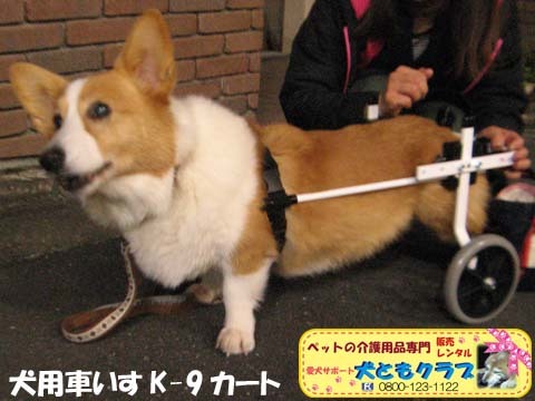 犬用車いすコーギーのさくらちゃん用2016122001.jpg