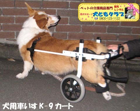 犬用車いすコーギーのさくらちゃん用2016122002.jpg