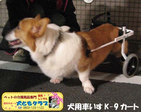 犬用車いすコーギーのさくらちゃん用2016122003.jpg
