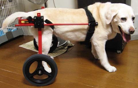 犬用車いすゴールデンレトリバーのアイリちゃん用2014071901.jpg