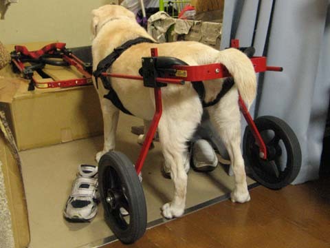 犬用車いすゴールデンレトリバーのアイリちゃん用2014071902.jpg