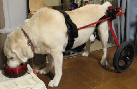 犬用車いすゴールデンレトリバーのアイリちゃん用2014071903.jpg