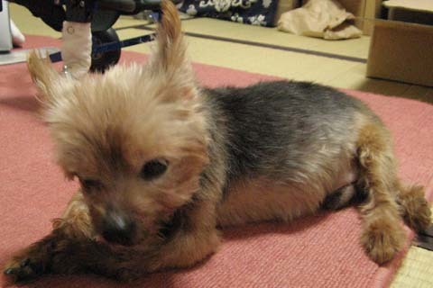 犬用車いすヨーキーのチョコちゃん用2012091602.jpg