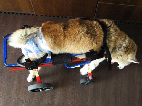 犬用車いす柴犬のジャキーちゃん用2014082003.jpg