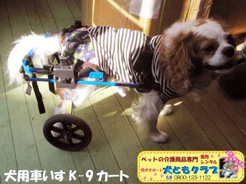犬用車いすｋ-9カートキャバリアのエリオくん用2015021701.jpg
