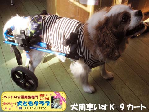 犬用車いすｋ-9カートキャバリアのエリオくん用2015021702.jpg