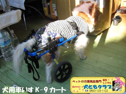 犬用車いすk-9カートキャバリアのエリオくん用2015021703.jpg