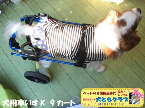犬用車いすk-9カートキャバリアのエリオくん用2015021704.jpg