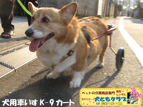 犬用車いすK9Cartsコーギーのプリンちゃん2017040402.jpg