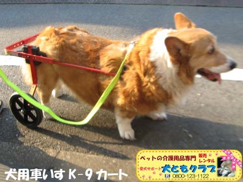 犬用車いすK9Cartsコーギーのプリンちゃん2017040403.jpg