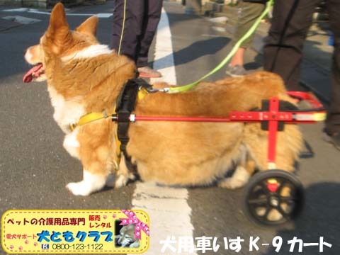 犬用車いすK9Cartsコーギーのプリンちゃん2017040404.jpg