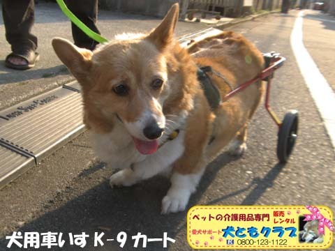 犬用車いすK9Cartsコーギーのプリンちゃん2017040405.jpg