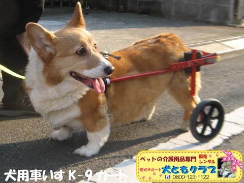 犬用車いすK9Cartsコーギーのプリンちゃん2017040406.jpg