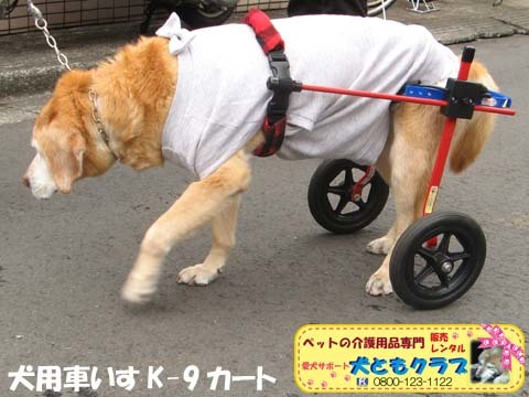 犬用車いすK9カートチャッピーちゃん用2016040203.jpg