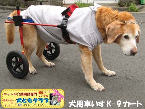 犬用車いすK9カートチャッピーちゃん用2016040204.jpg