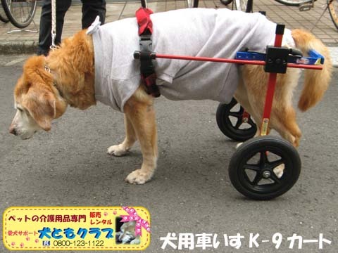 犬用車いすK9カートチャッピーちゃん用2016040205.jpg