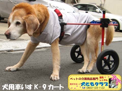 犬用車いすK9カートチャッピーちゃん用2016040208.jpg