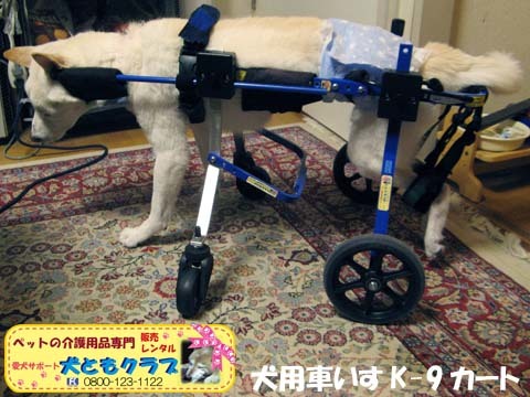 犬用車いすK9カート白柴犬ジャンくん用2016012201.jpg