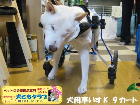 犬用車いすK9カート白柴犬ジャンくん用2016012202.jpg