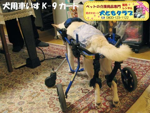 犬用車いすK9カート白柴犬ジャンくん用2016012204.jpg